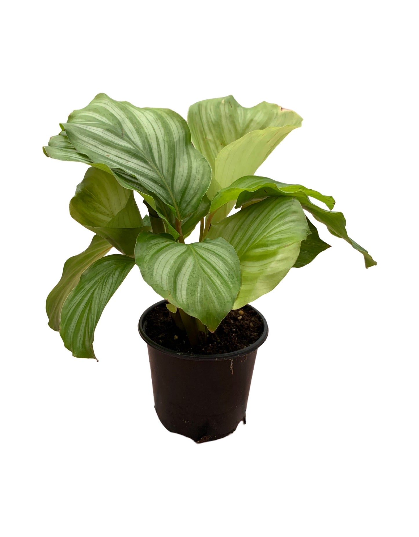 Calathea orbifolia