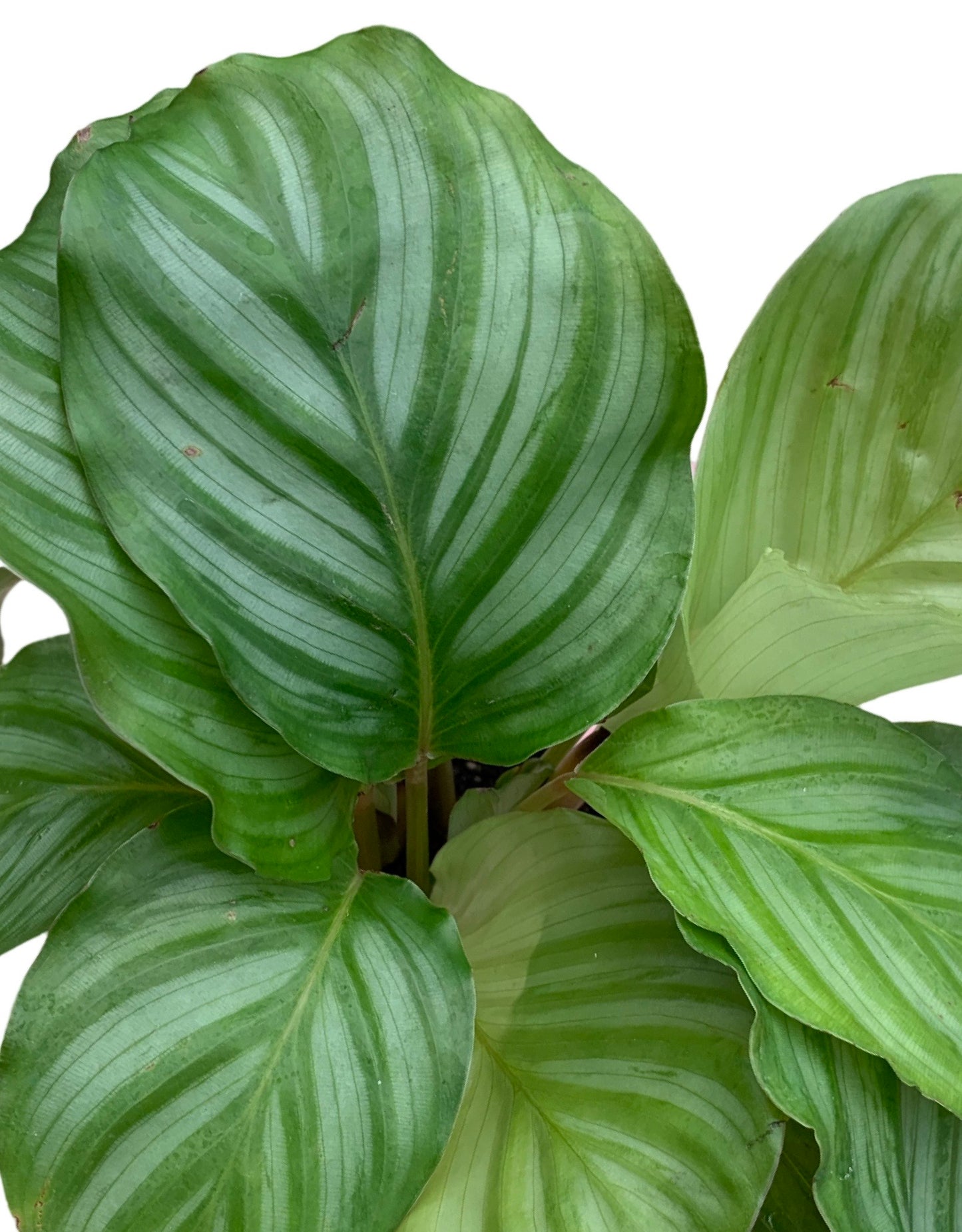 Calathea orbifolia