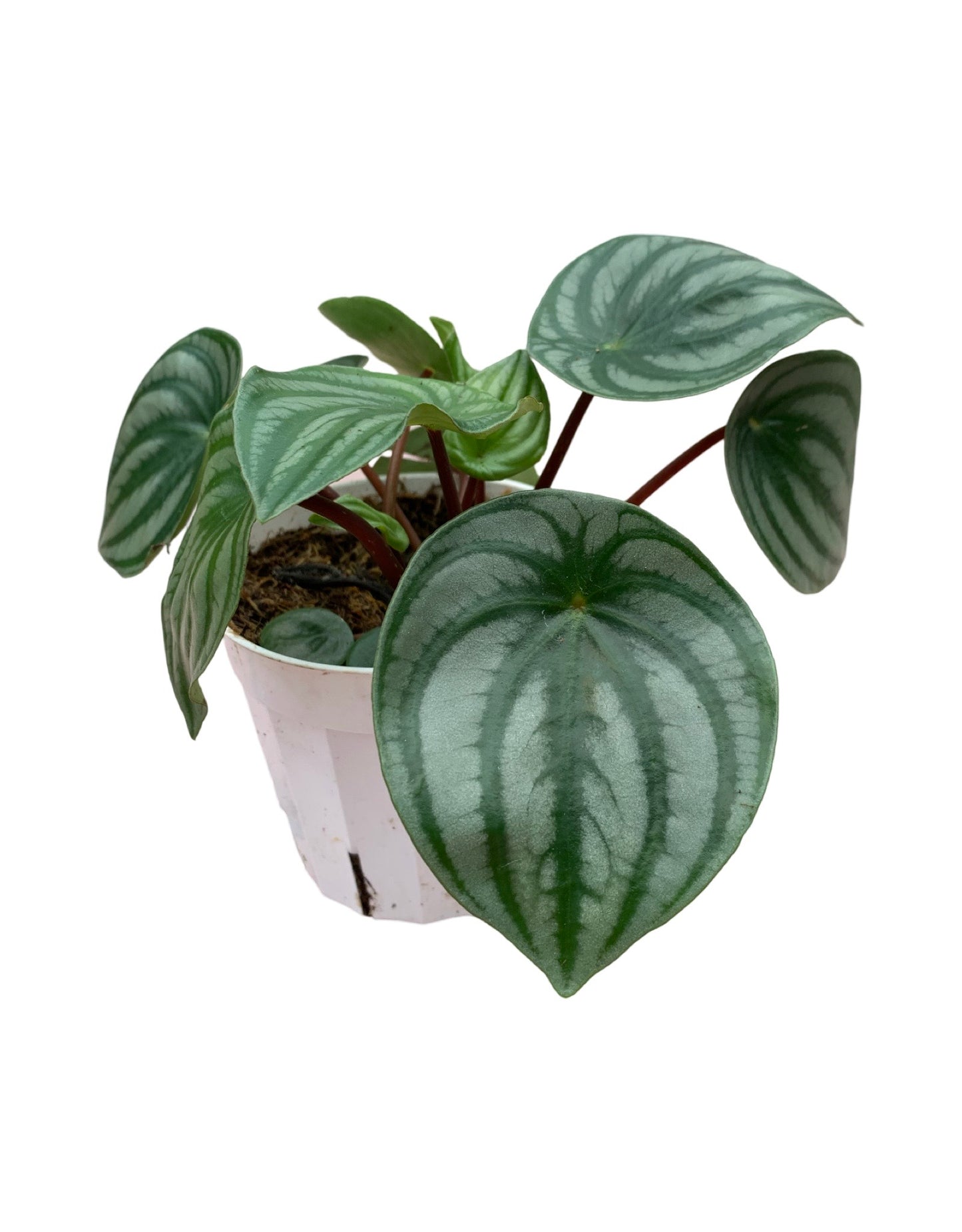 Peperomia argyreia