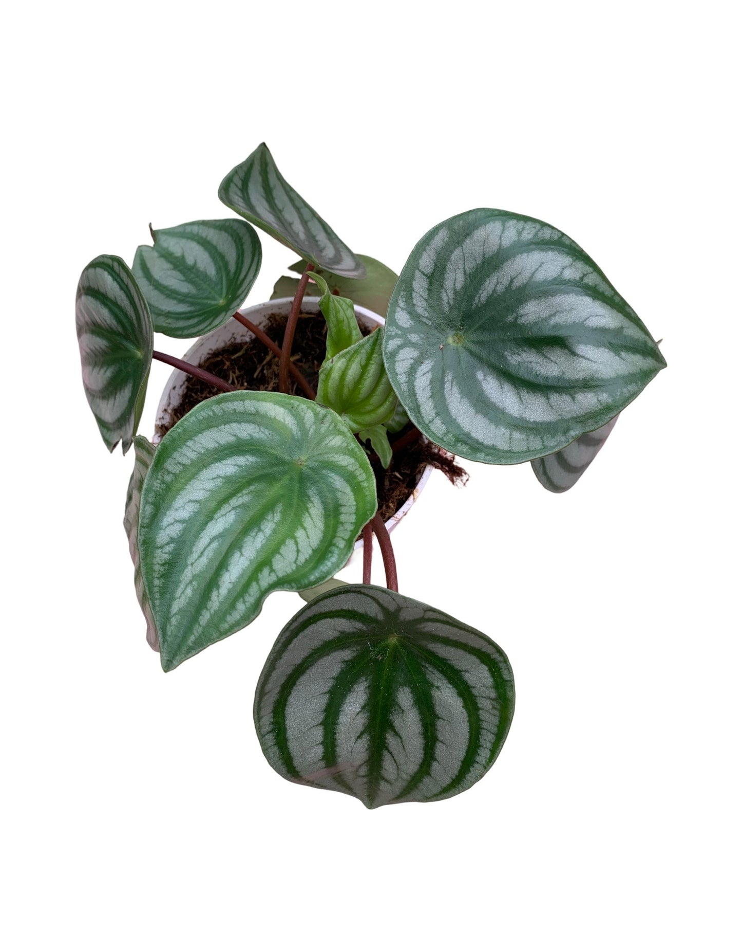 Peperomia argyreia