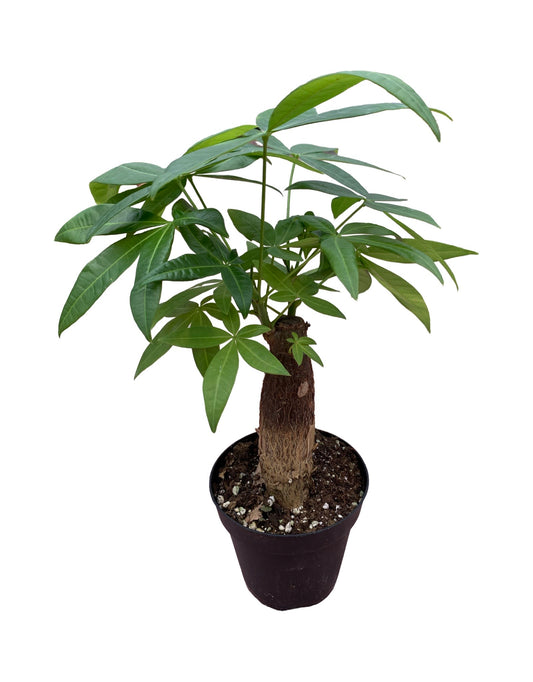 Pachira aquatica stump