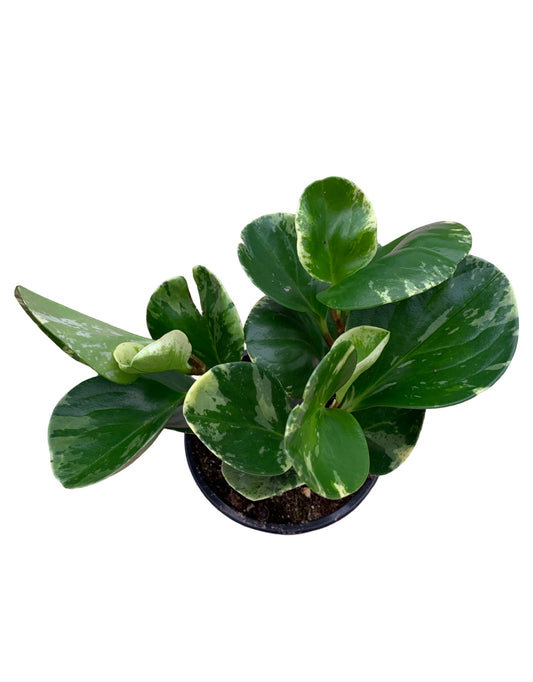 Peperomia obtusifolia 'Marble'