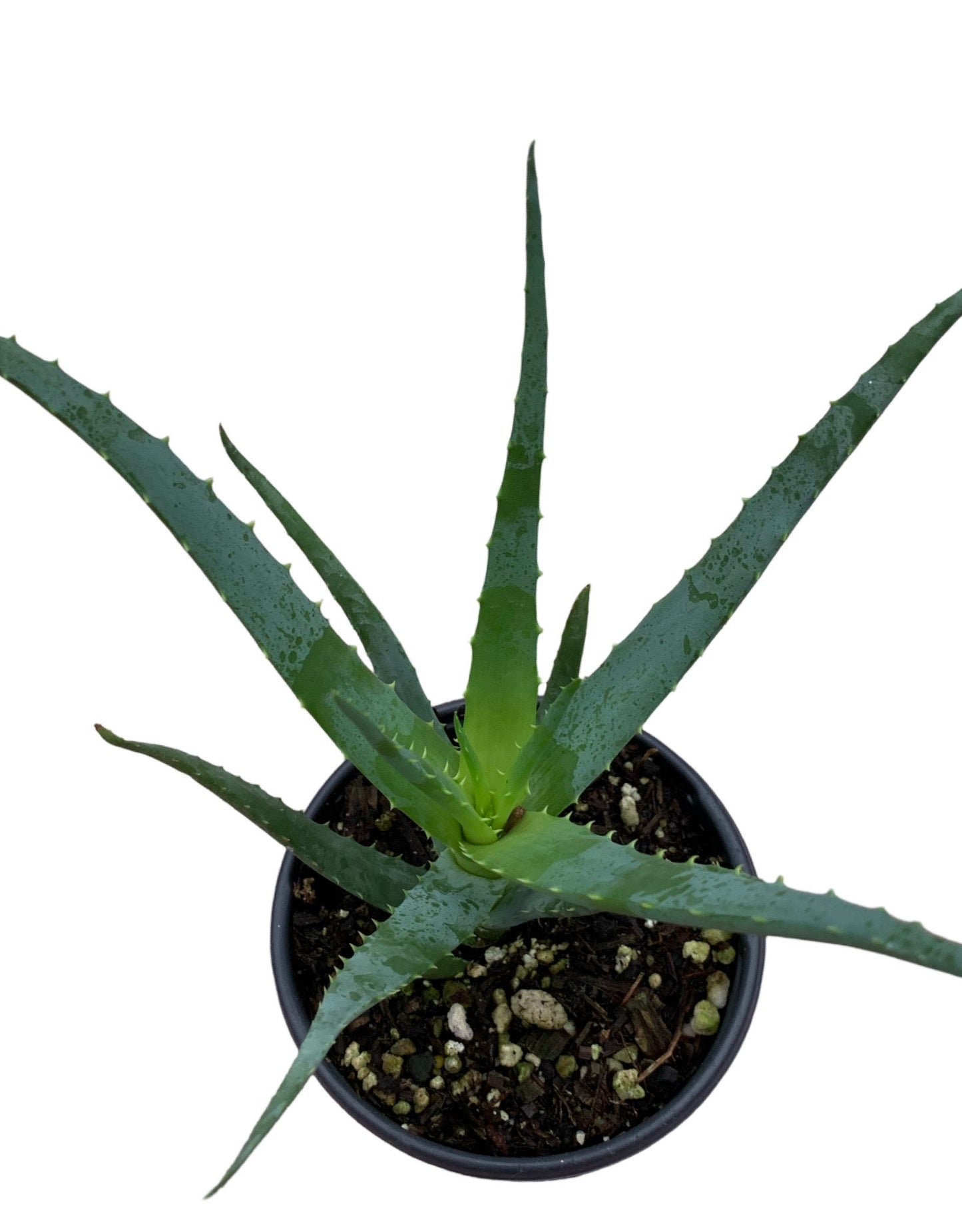 Aloe 'Blue Elf'