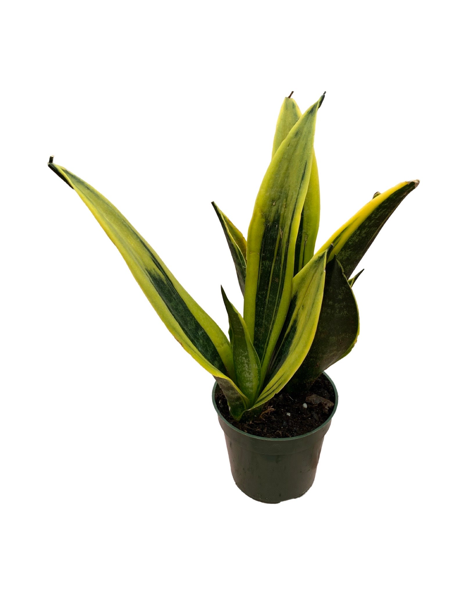 sansevieria gold flame for sale Sansevieria trifasciata 'Gold Flame' – The Garden Corner