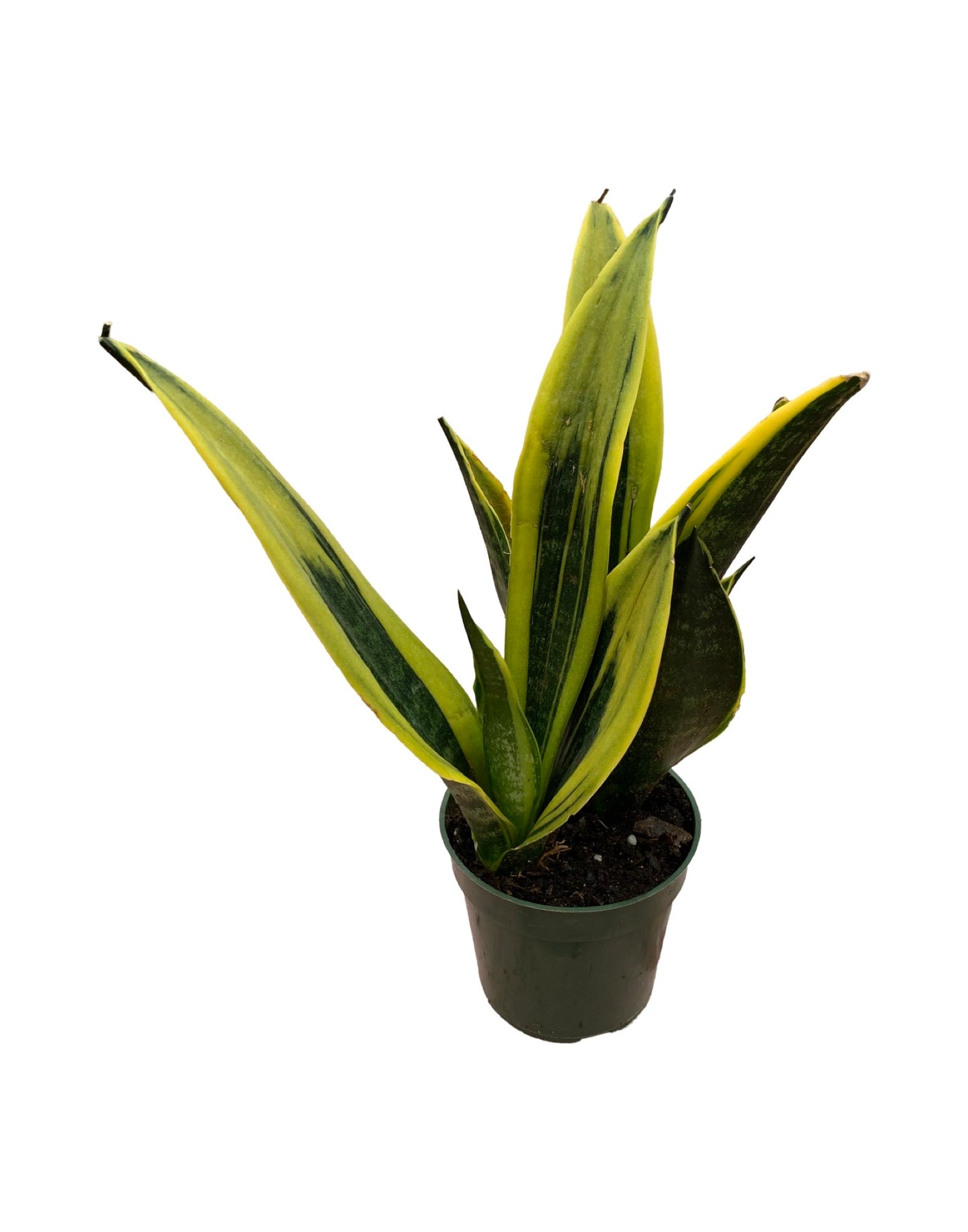 Sansevieria trifasciata 'Gold Flame'