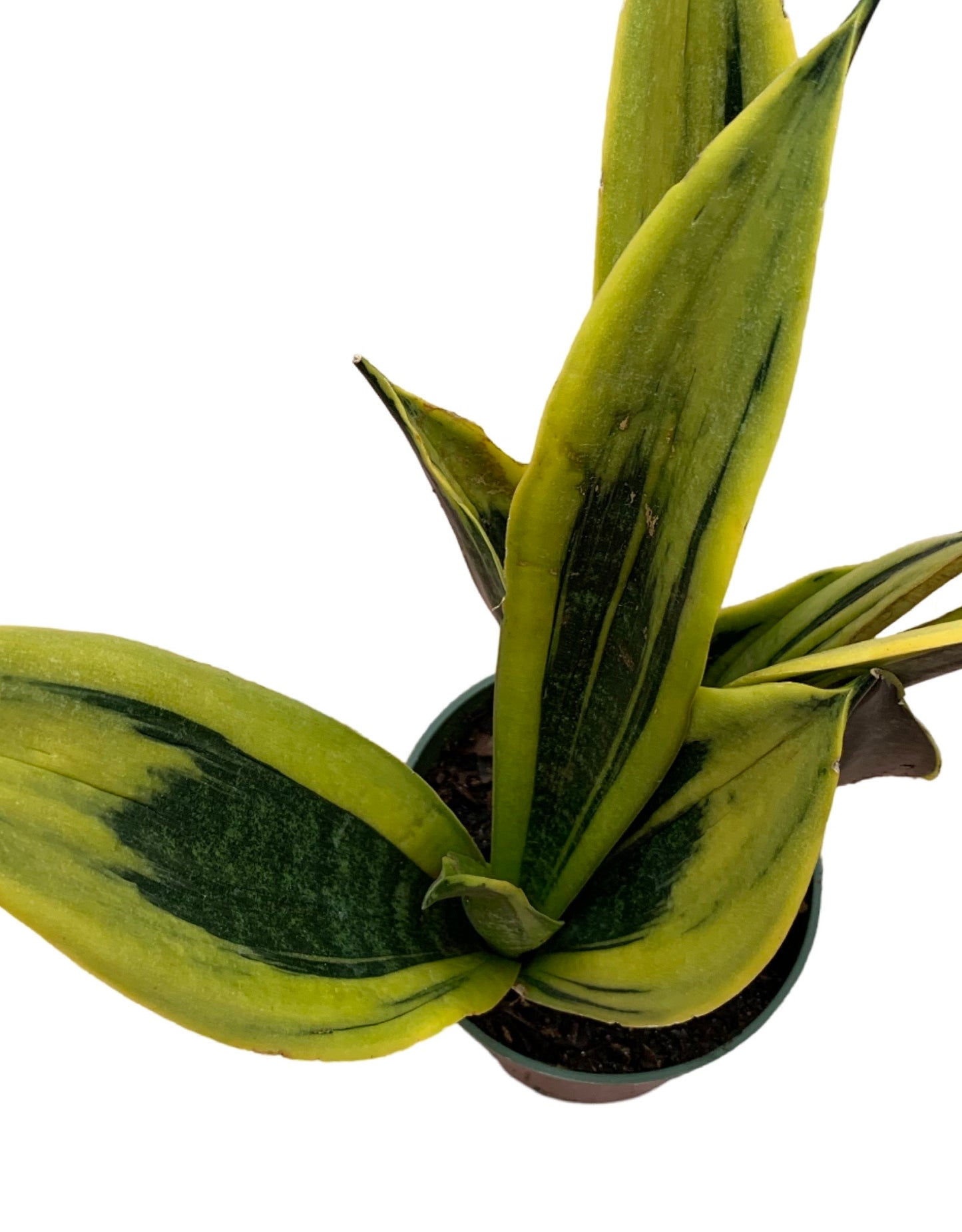 Sansevieria trifasciata 'Gold Flame'