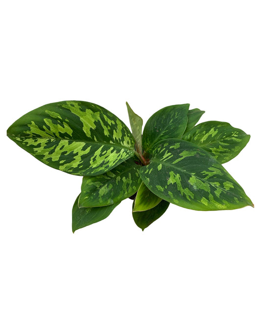 Homalomena wallisii 'Camouflage' - The Garden Corner
