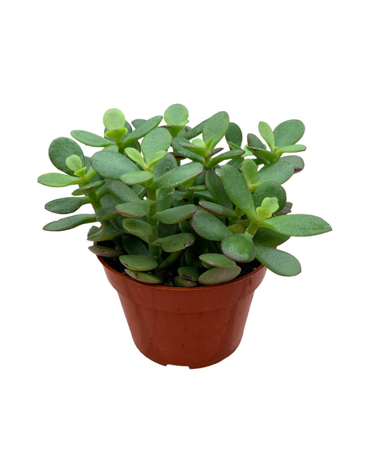 Crassula ovata 'Crosby's Compact - The Garden Corner