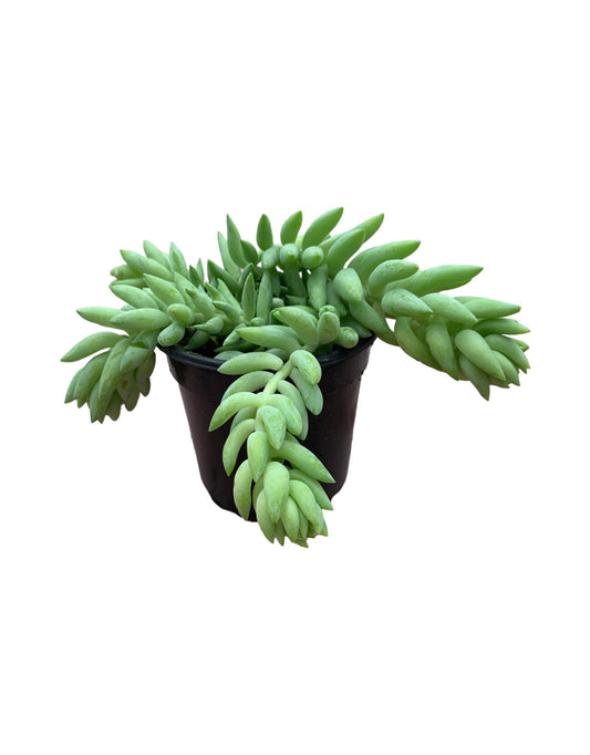 Sedum Morganianum - The Garden Corner