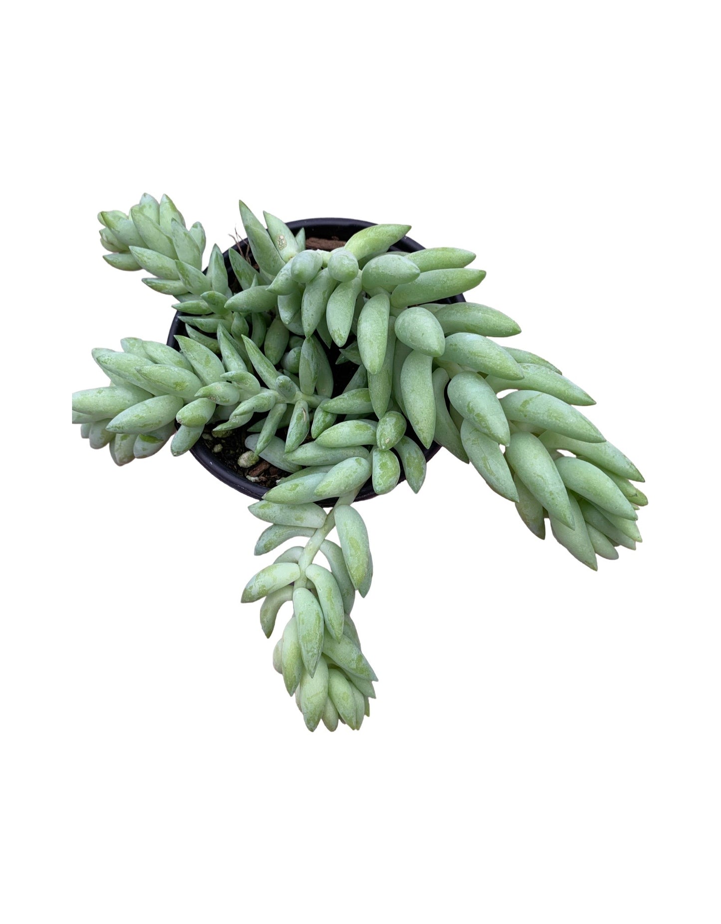 Sedum Morganianum