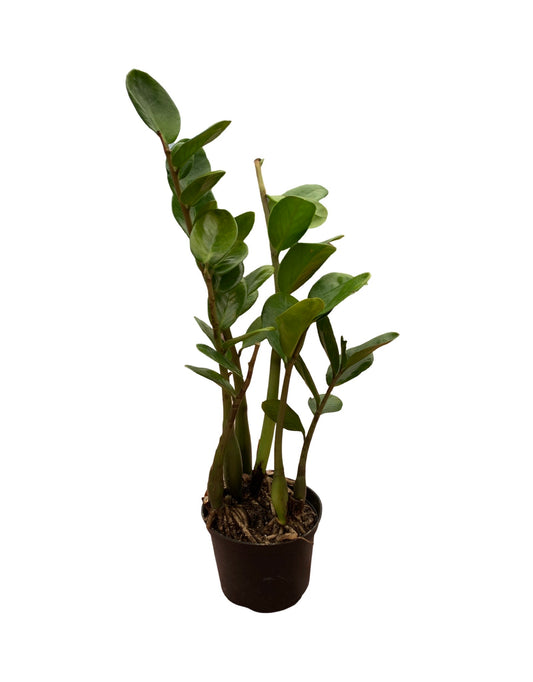 Zamioculcus zamifolia 'Lucky' - The Garden Corner