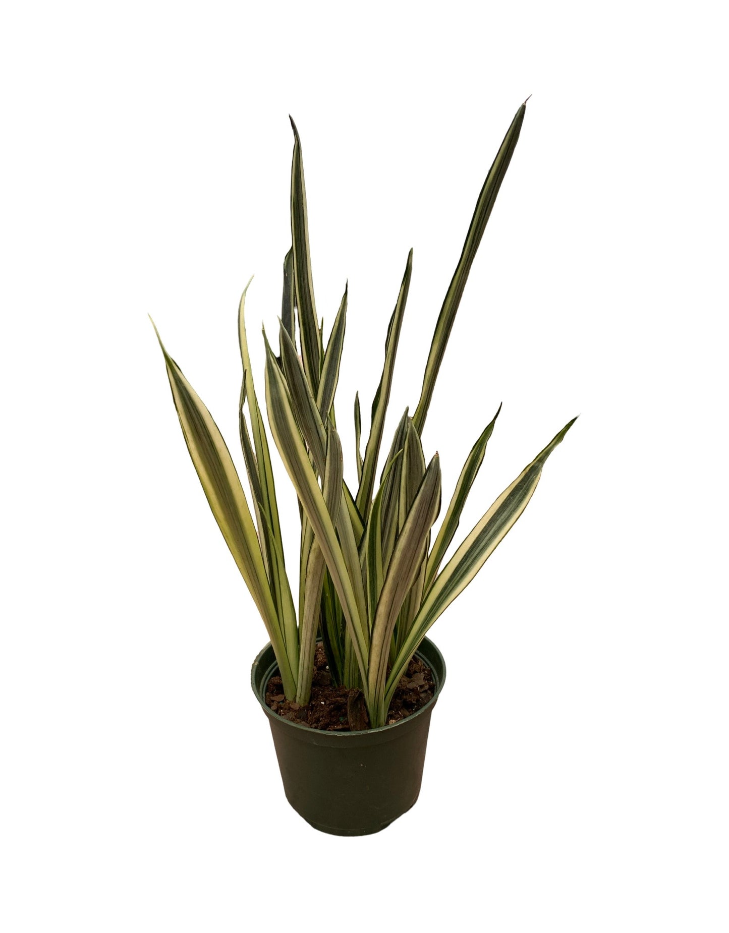 bantel's sensation snake plant care Sansevieria Bantel's Sensation – The Garden Corner