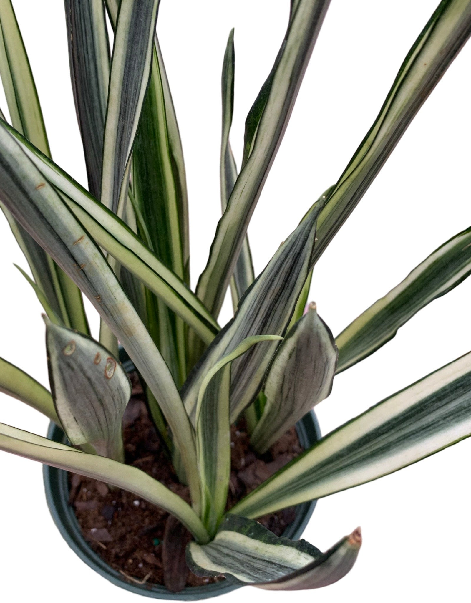 bantel's sensation snake plant for sale Sansevieria Bantel's Sensation – The Garden Corner
