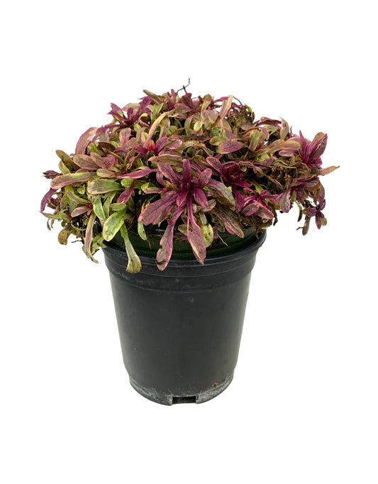 Ajuga tenorii 'Princess Nadia' - The Garden Corner