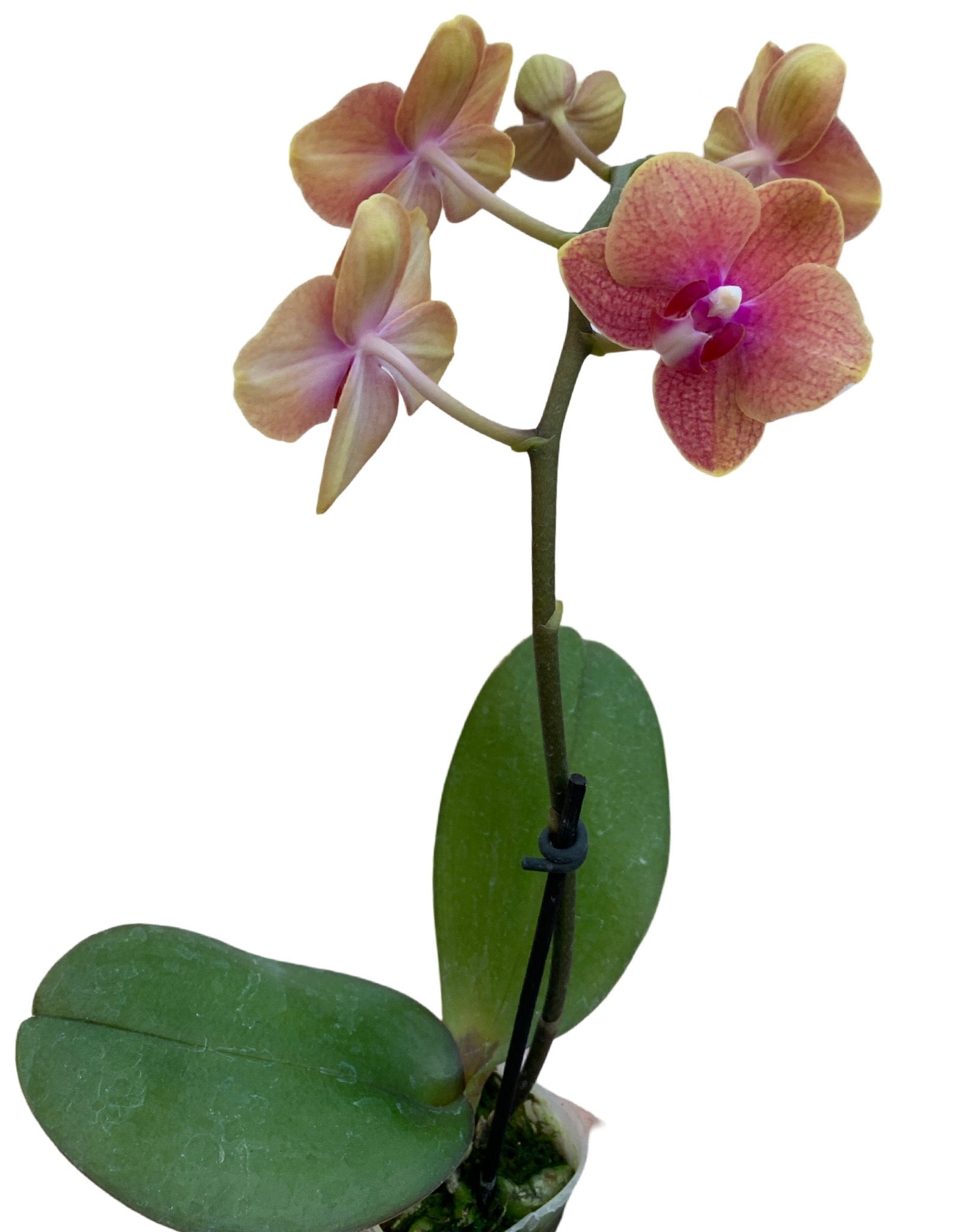 Phalaenopsis, Assorted - House Plants