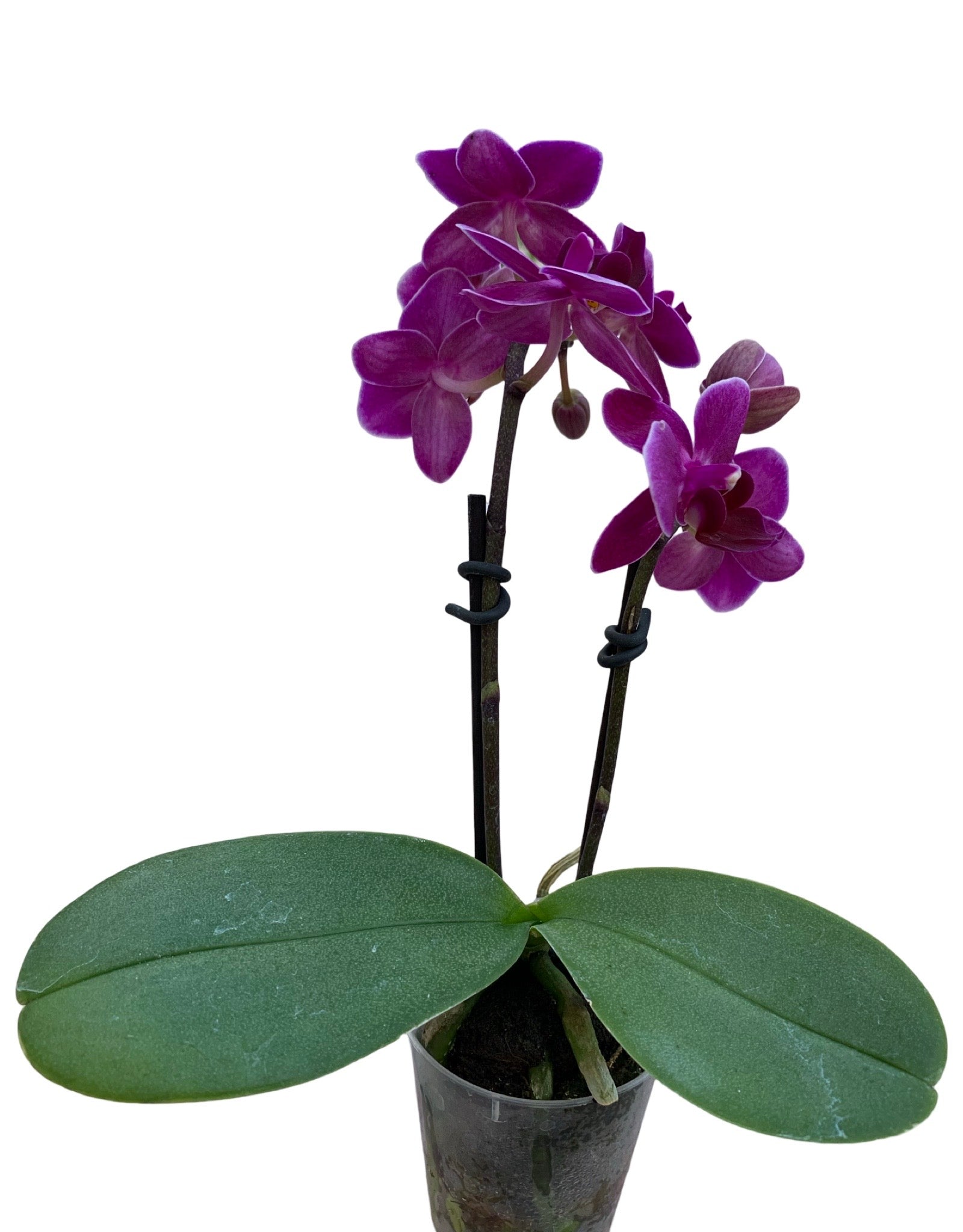 Phalaenopsis, Assorted - The Garden Corner
