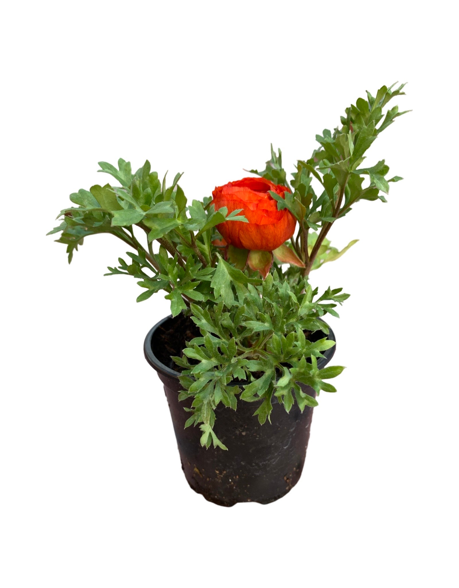 Ranunculus 'Sprinkles' Mix - Seasonal Plant