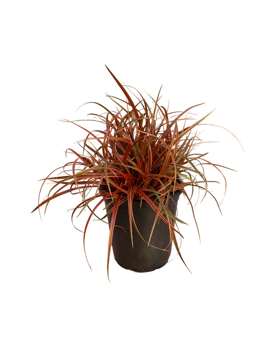 Uncinia rubra 'Belinda's Find' - The Garden Corner