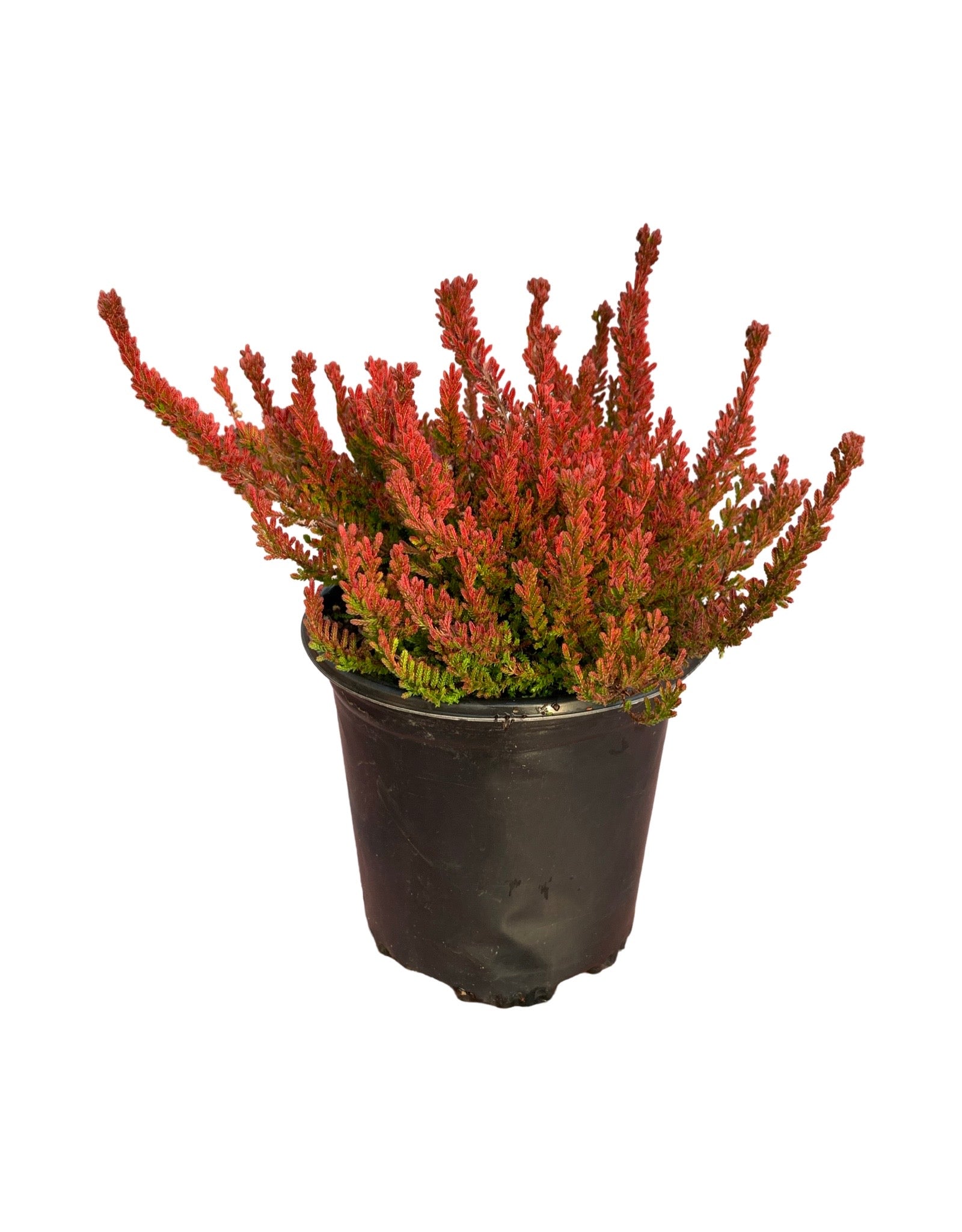 Calluna vulgaris 'Winter Chocolate' - Shrubs