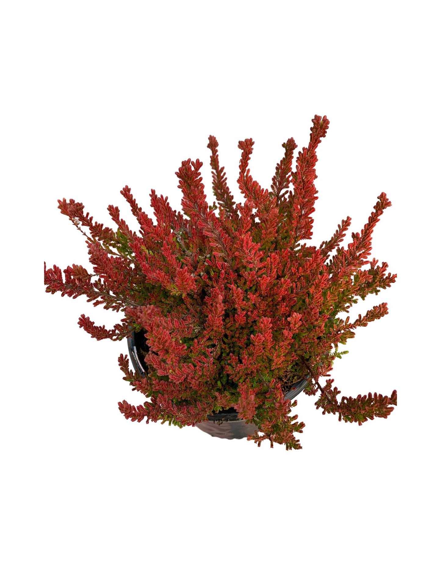 Calluna vulgaris 'Winter Chocolate'