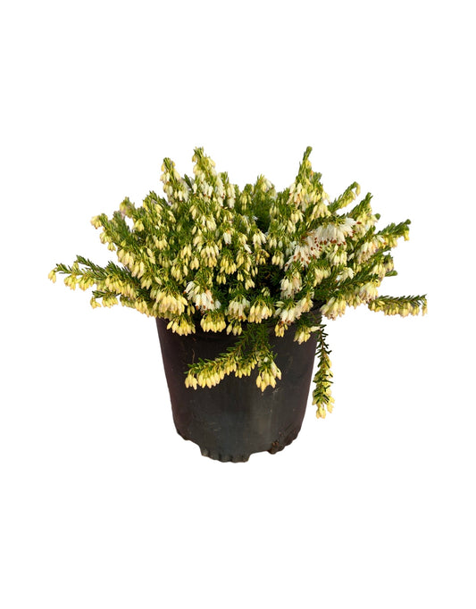 Erica carnea 'Springwood White' - The Garden Corner