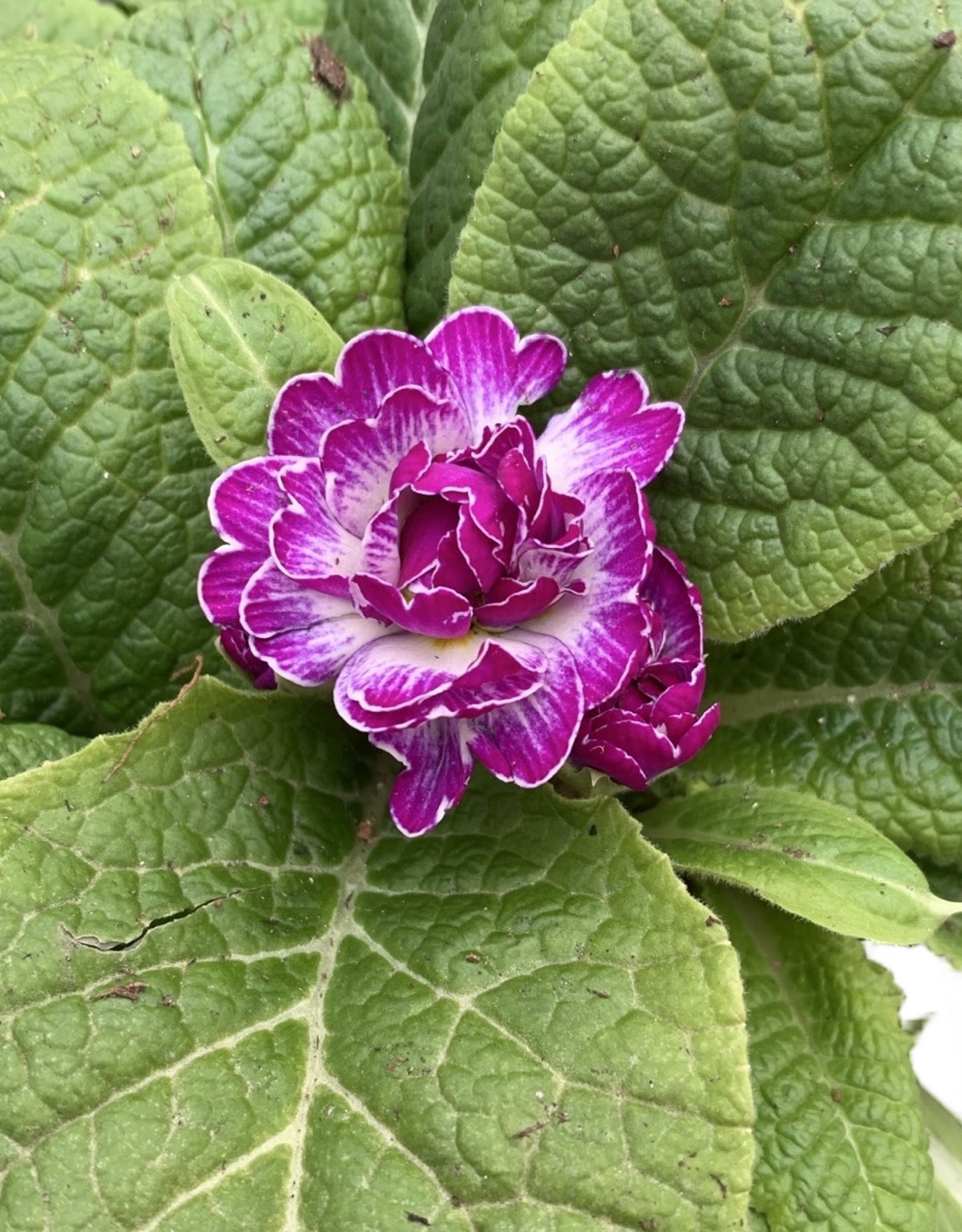Primula belarina