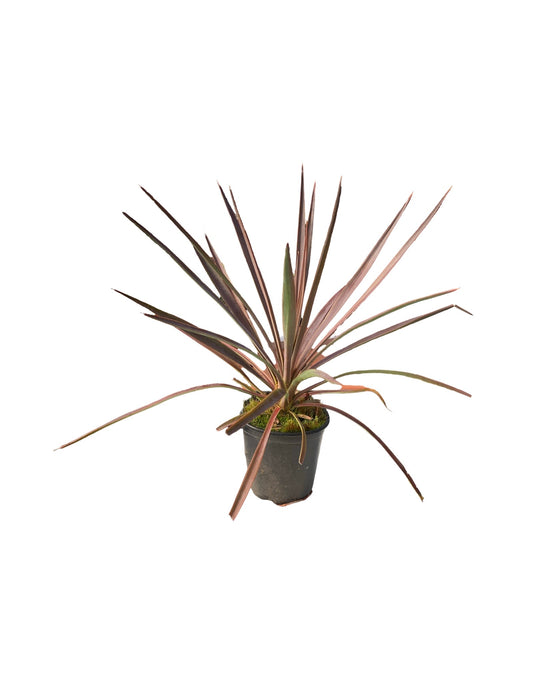 Yucca 'Magenta Magic' - The Garden Corner