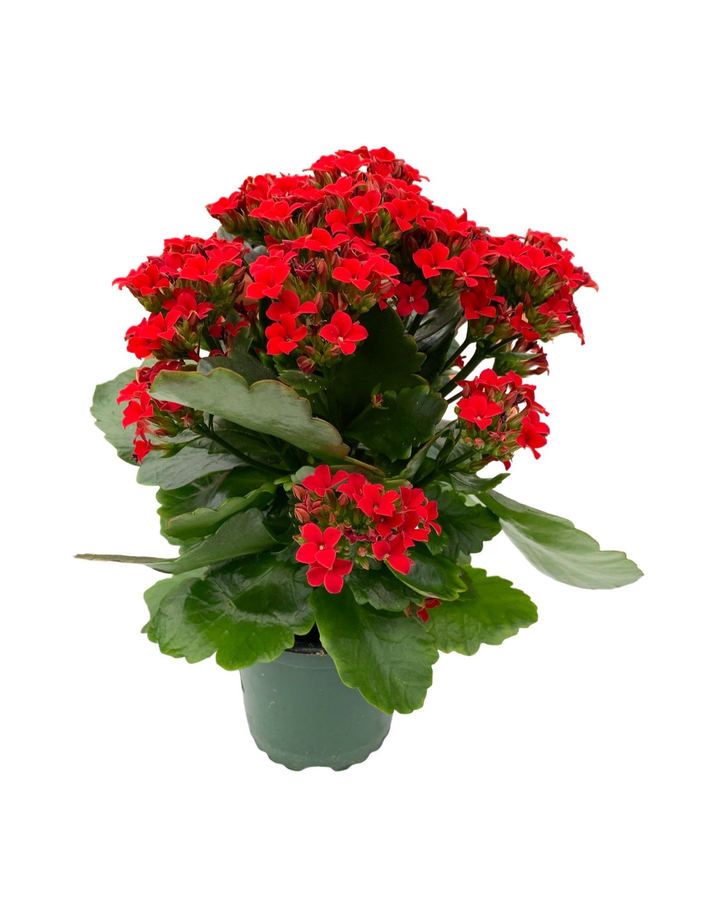 Kalanchoe