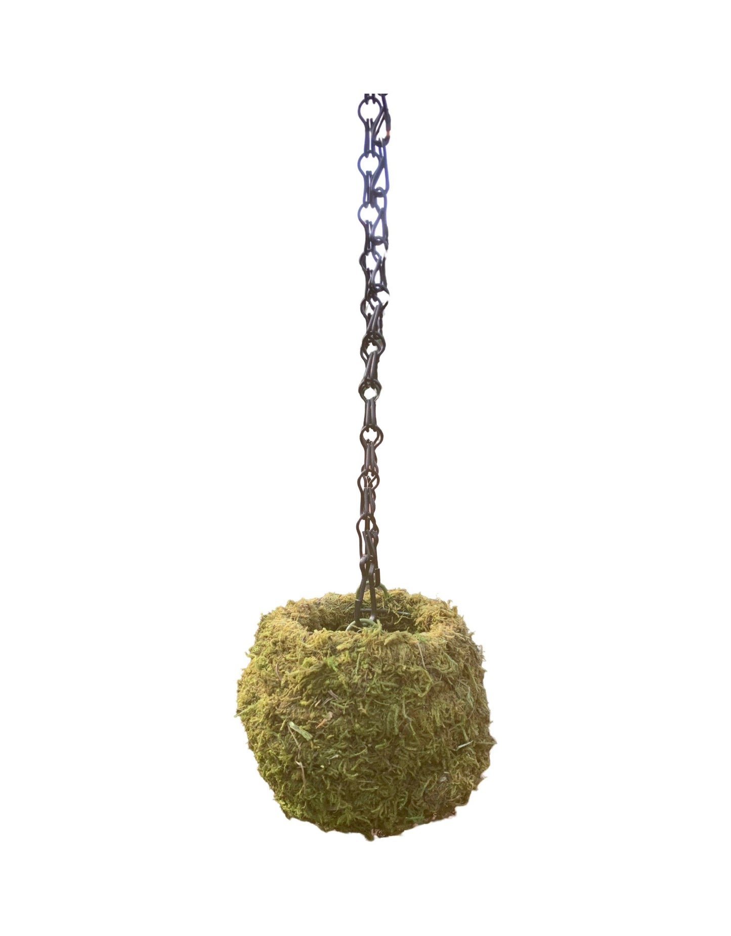 Kokedama Moss Ball