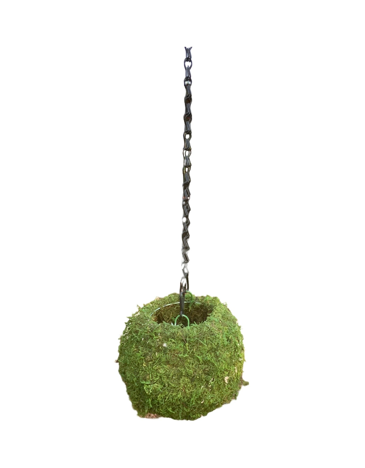 Kokedama Moss Ball