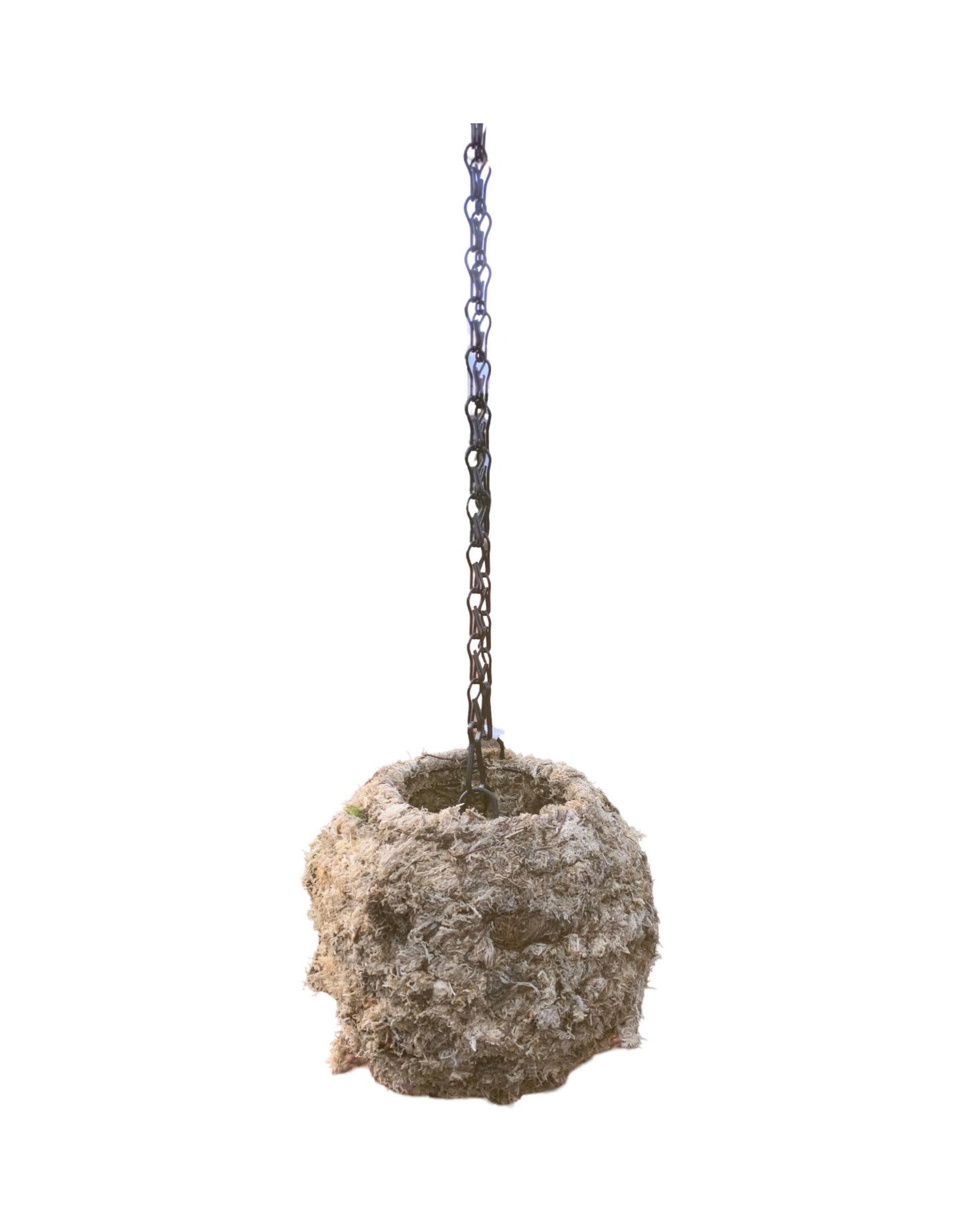Kokedama Moss Ball