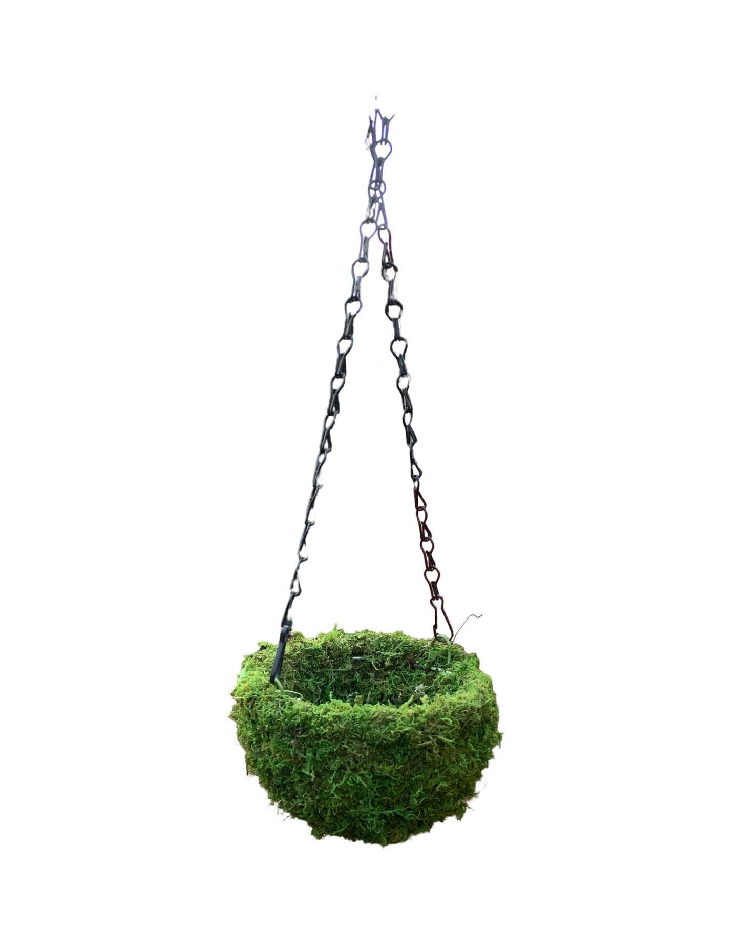 Mini Moss Hanging Planters 6 Inch