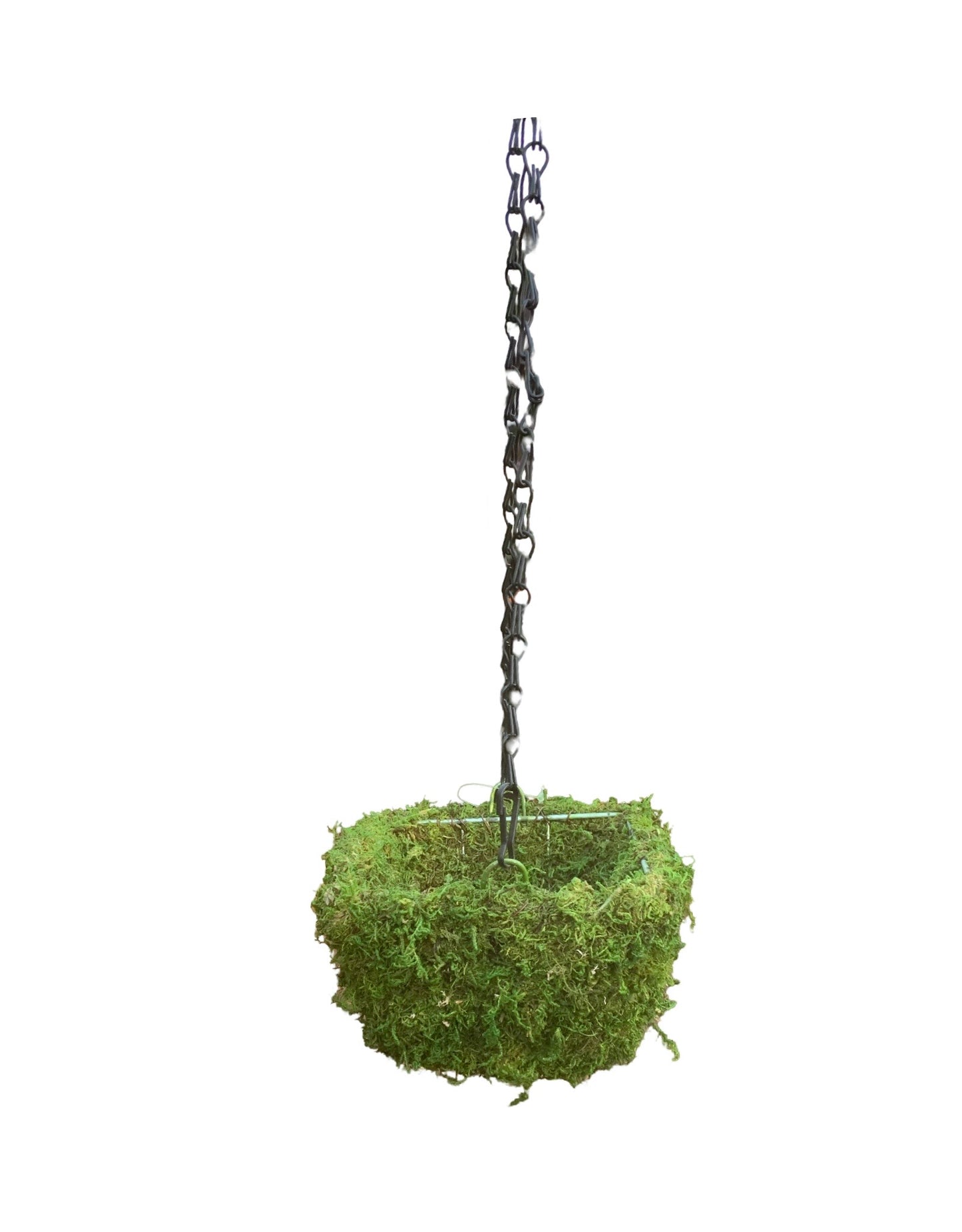 Mini Moss Hanging Planters 6 Inch