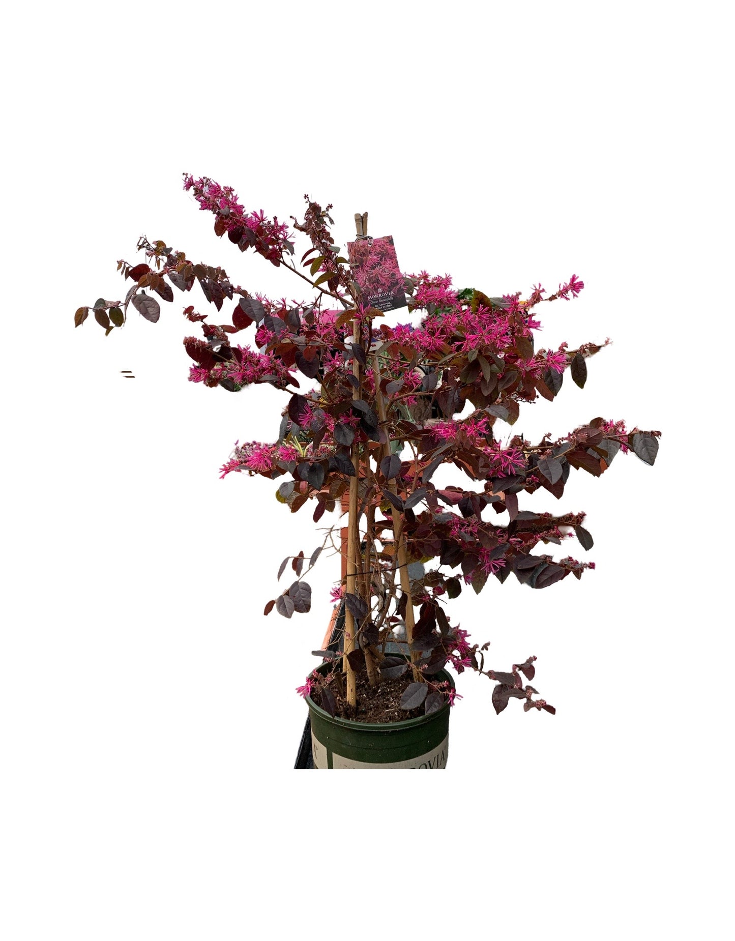 Loropetalum chinense 'Sizzling Pink'