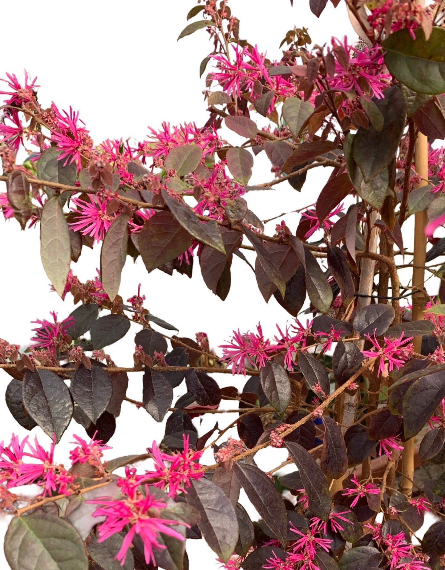 Loropetalum chinense 'Sizzling Pink'