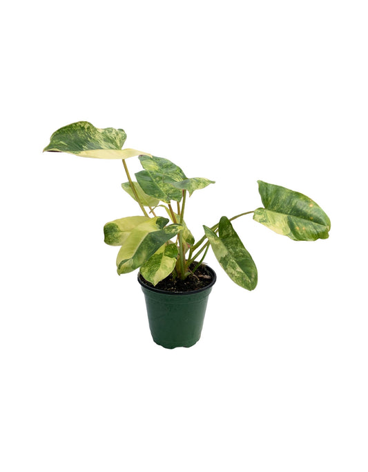 Philodendron burle-marxii variegata