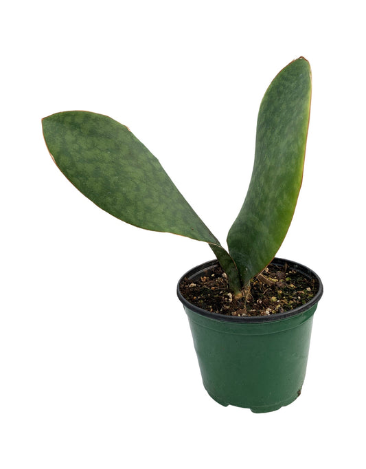 Sansevieria masoniana - The Garden Corner