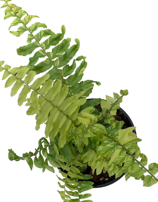 Nephrolepis exaltata 'Tiger Fern'