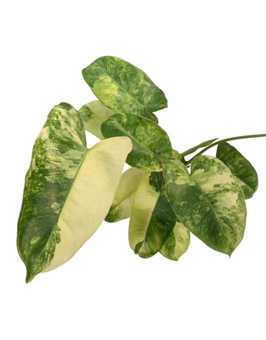 Philodendron burle-marxii variegata