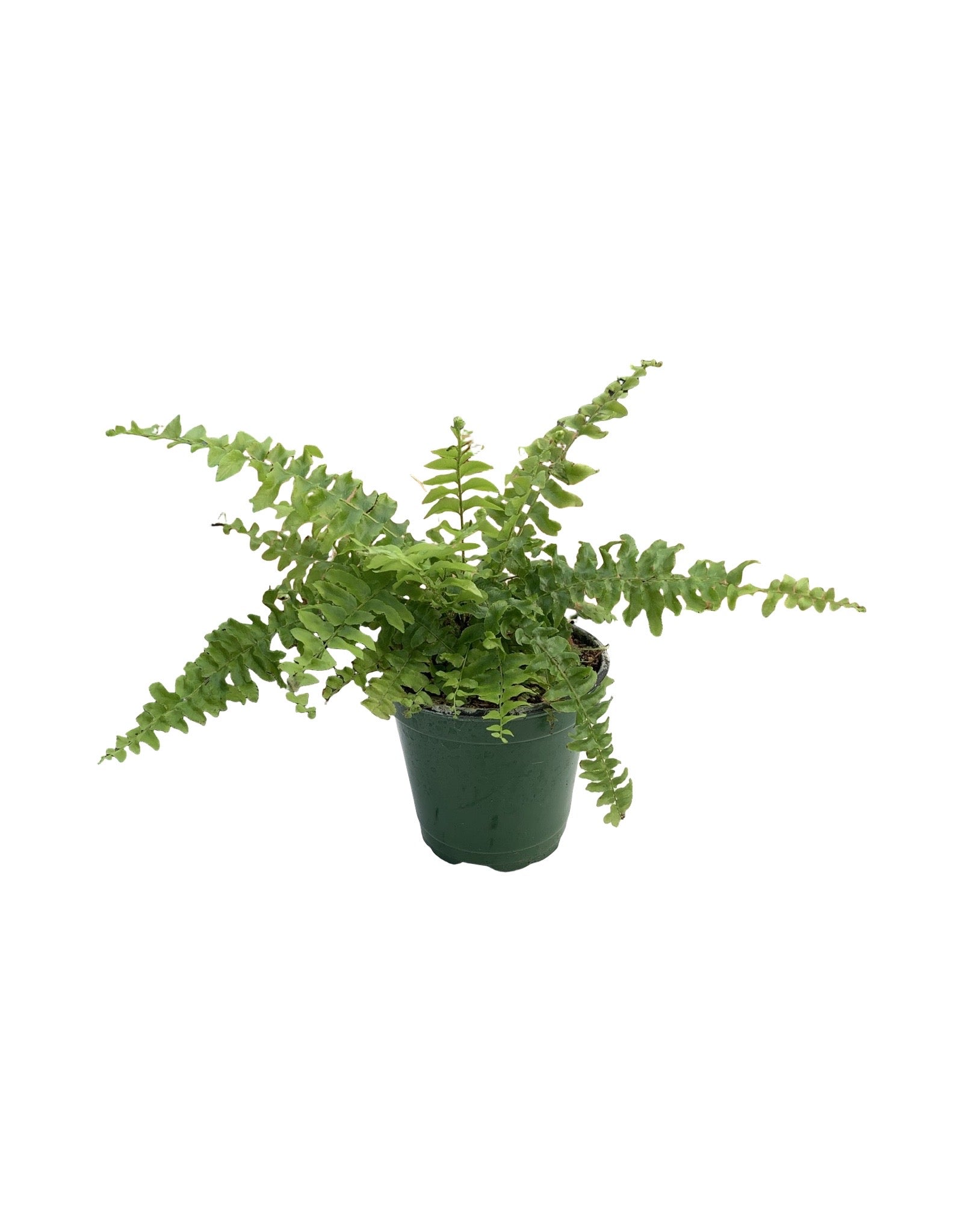 farn nephrolepis Nephrolepis exaltata – The Garden Corner
