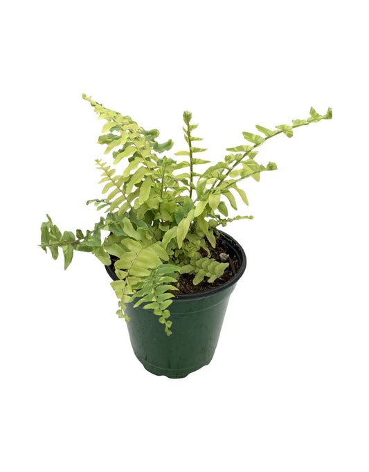Nephrolepis exaltata 'Tiger Fern'