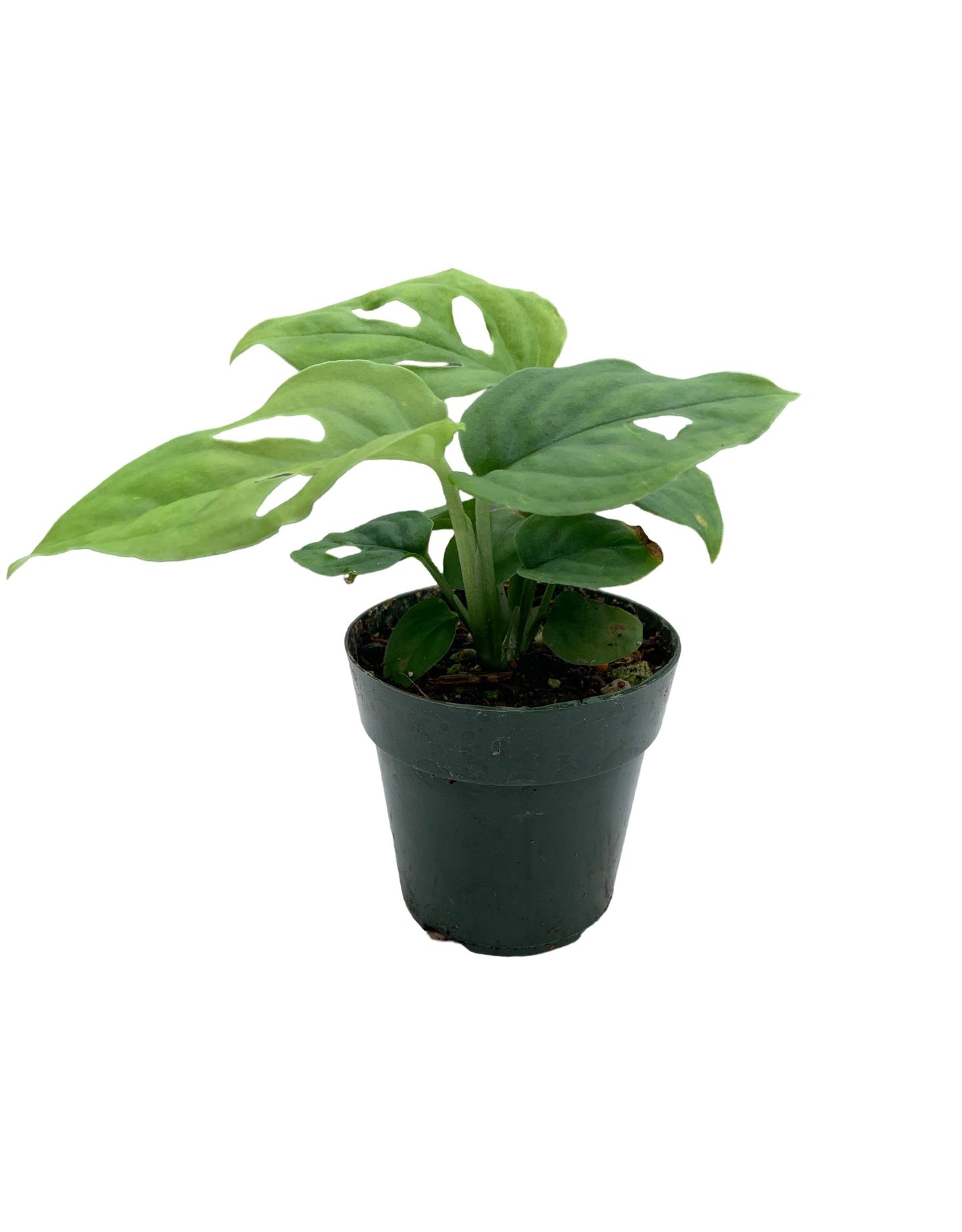 Monstera adansonii