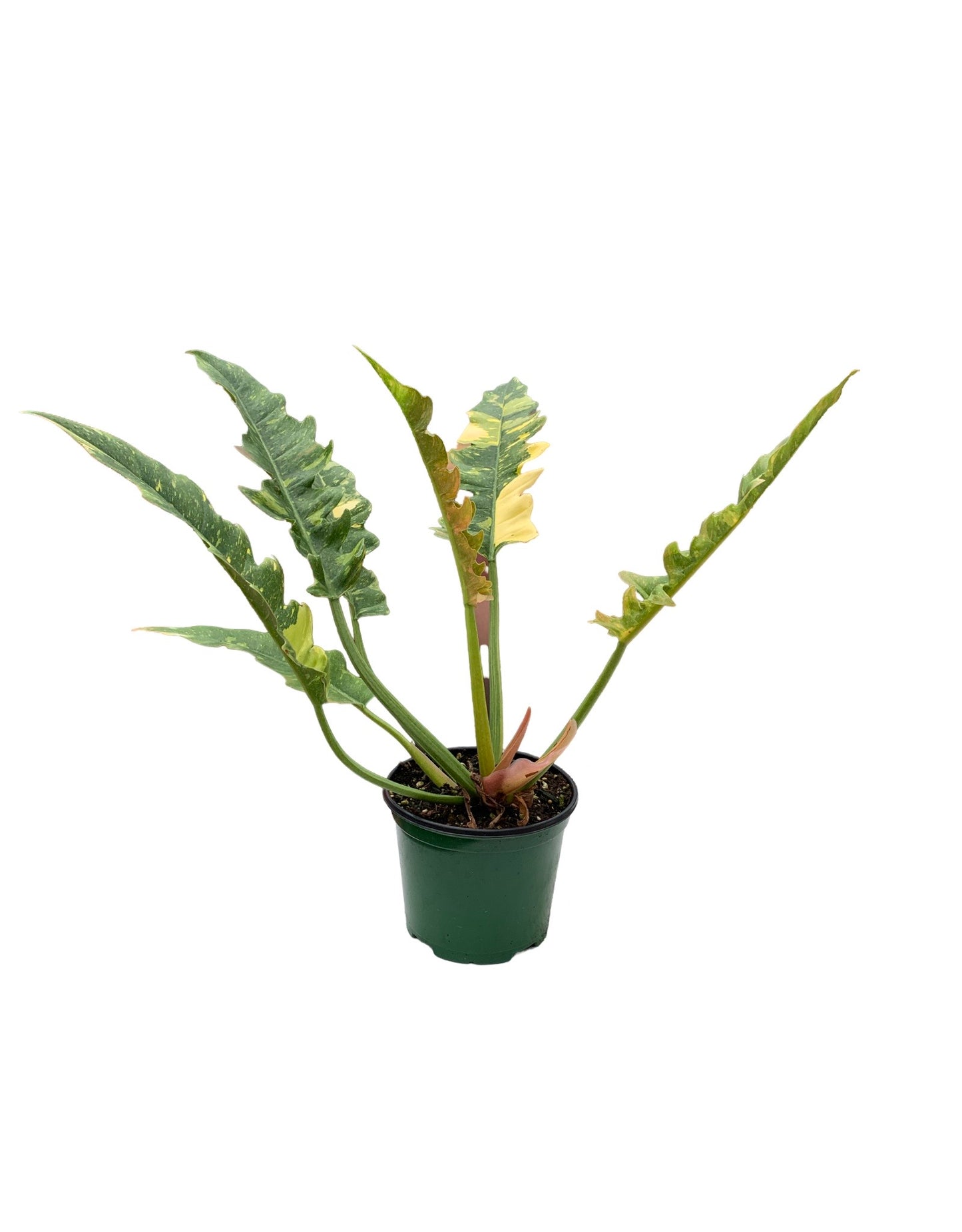 philodendron bipinnatifidum common name Philodendron bipinnatifidum x selloum – The Garden Corner
