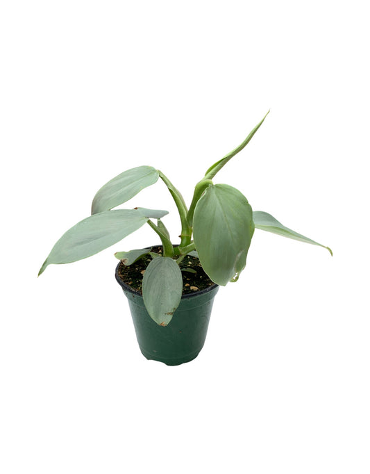 Philodendron hastatum (Silver Sword or Grey)