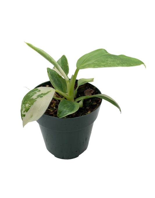 Philodendron Jose Buono