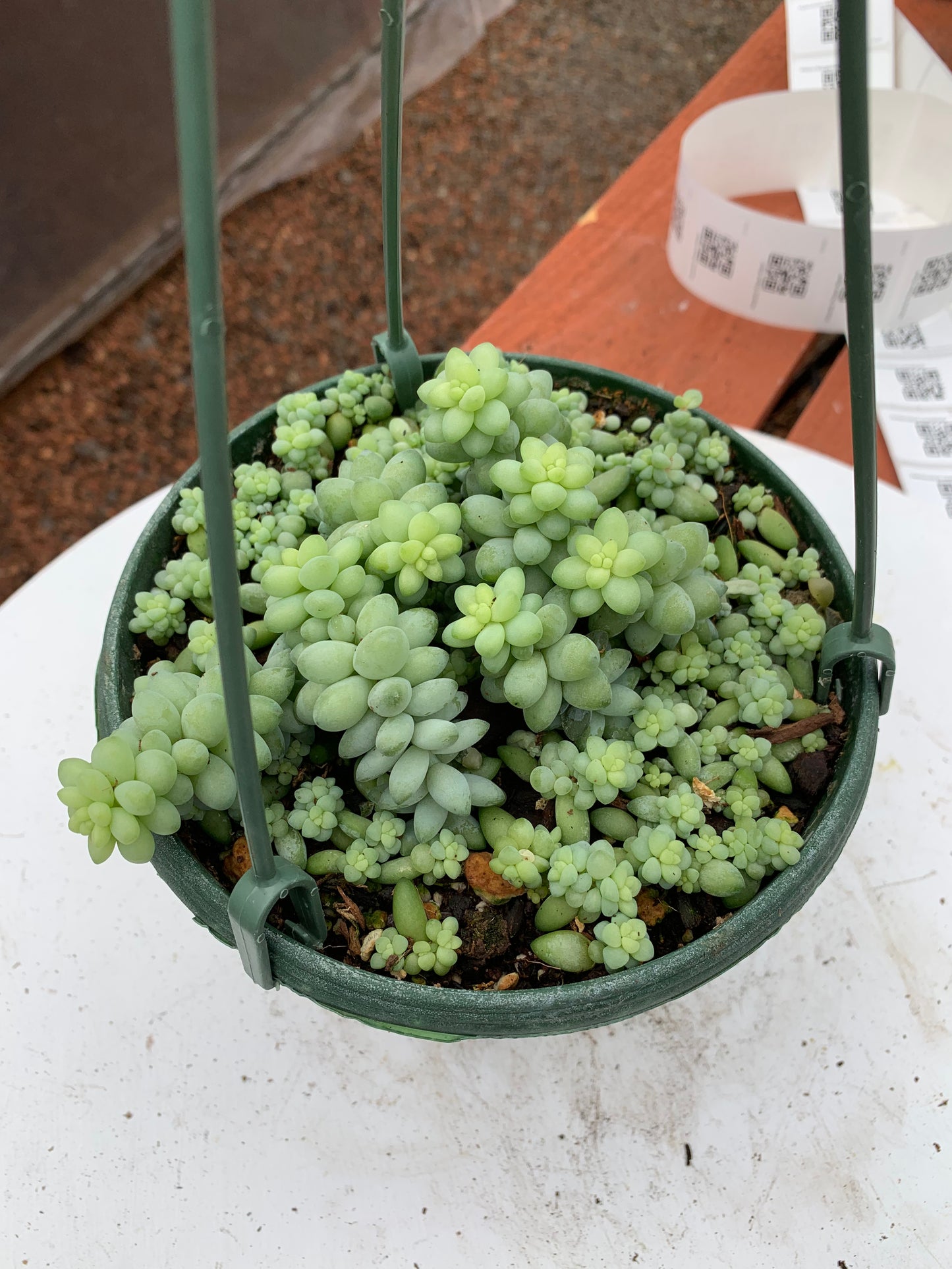 Sedum Morganianum