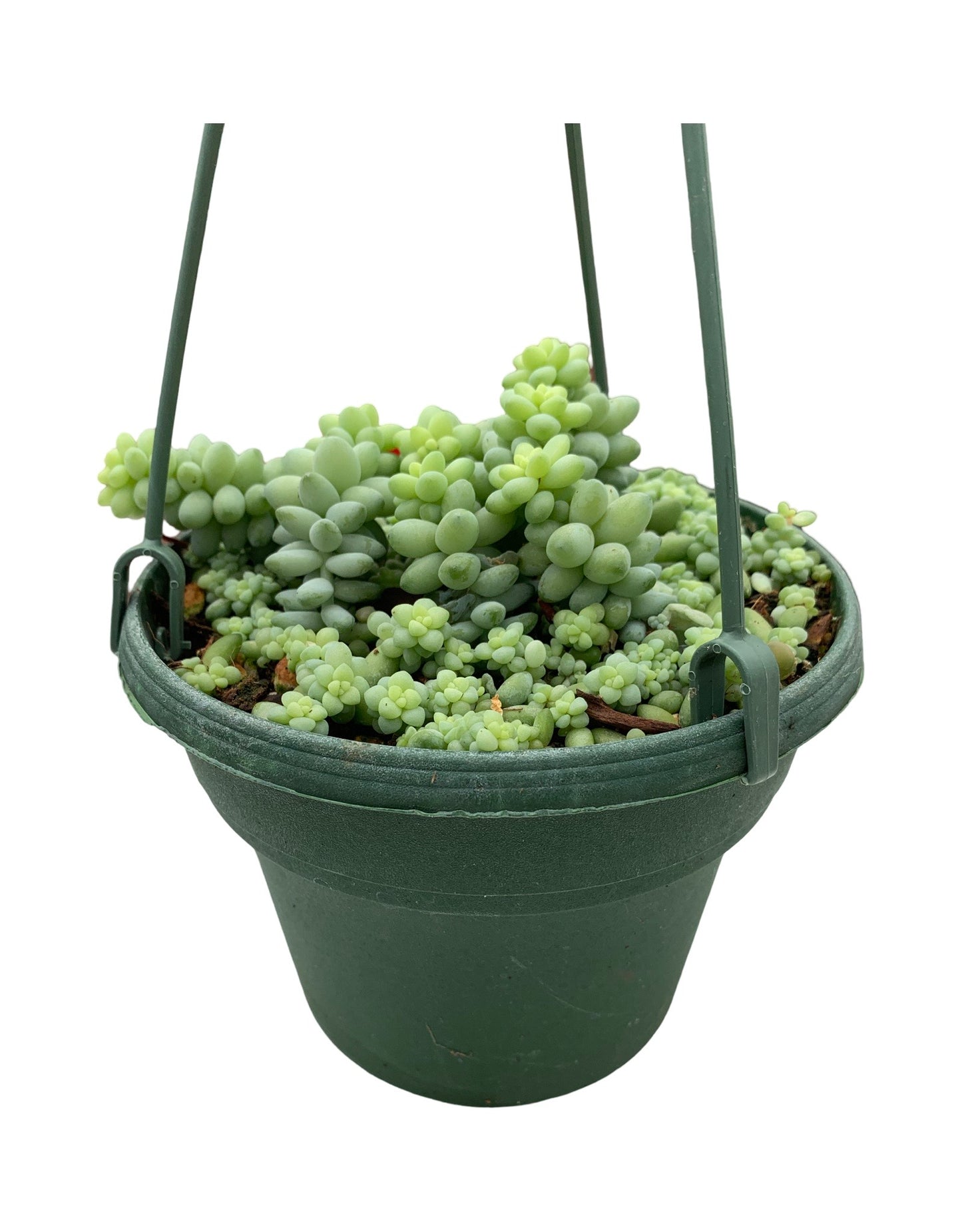 Sedum Morganianum