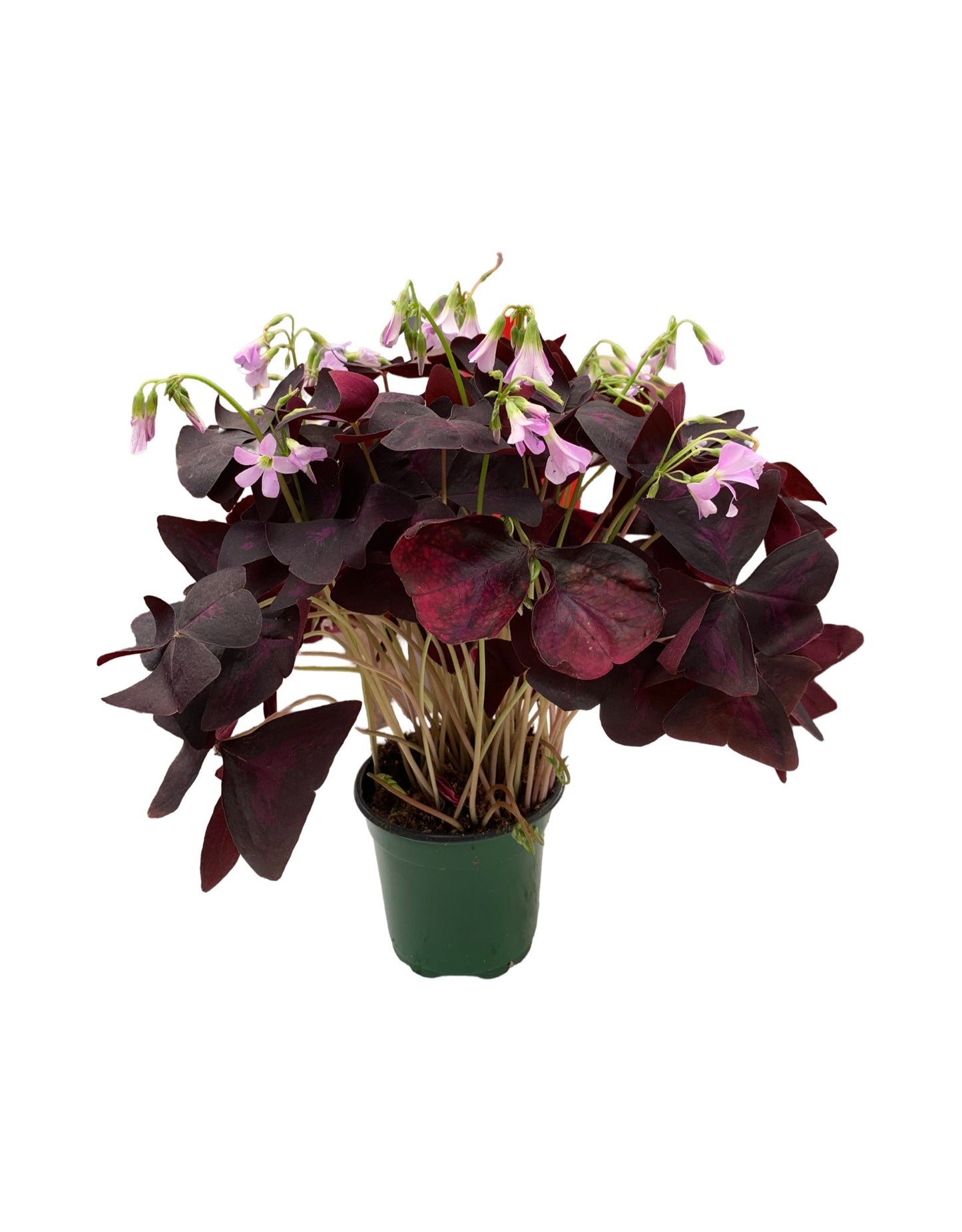 Oxalis triangularis  'Allure Ebony'