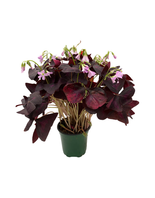 Oxalis triangularis  'Allure Ebony'