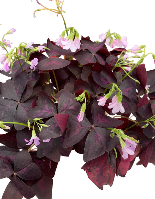 Oxalis triangularis  'Allure Ebony'